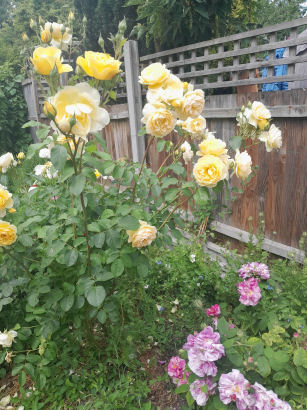 flowers